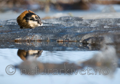 BB 11 0059 / Lemmus lemmus / Lemen